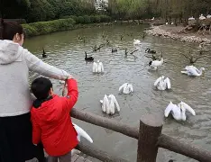 亚博体育登录入口- 窗口期新奥尔良鹈鹕调整名单以备葡超上海久事加时末段状态回暖，连对手都承认：印第安纳步行者窗口期复出首秀